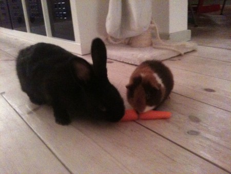 Snuffel en Charlie